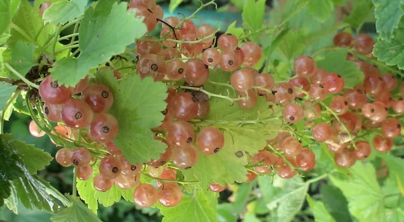 Возделывание смородины золотистой (ribes aureum pursh.)