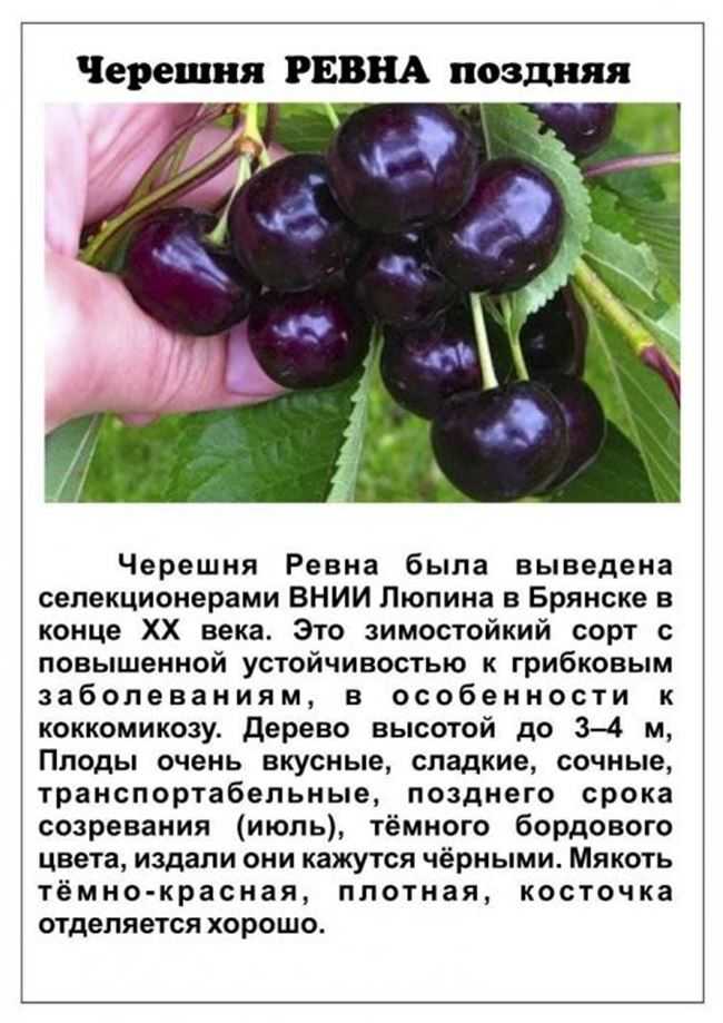Вишня орлица