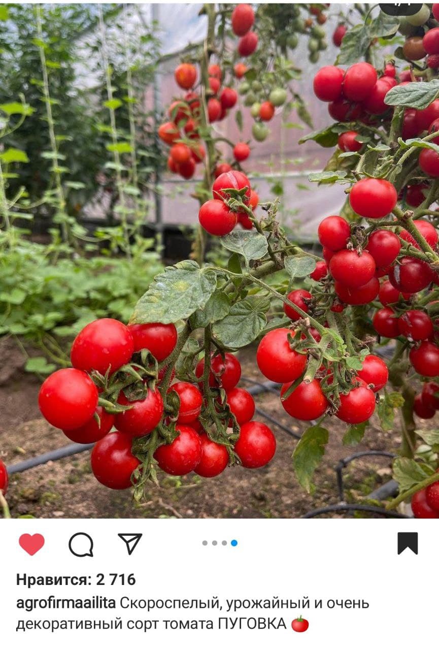 Томат пуговка: описание сорта, отзывы, фото, урожайность
