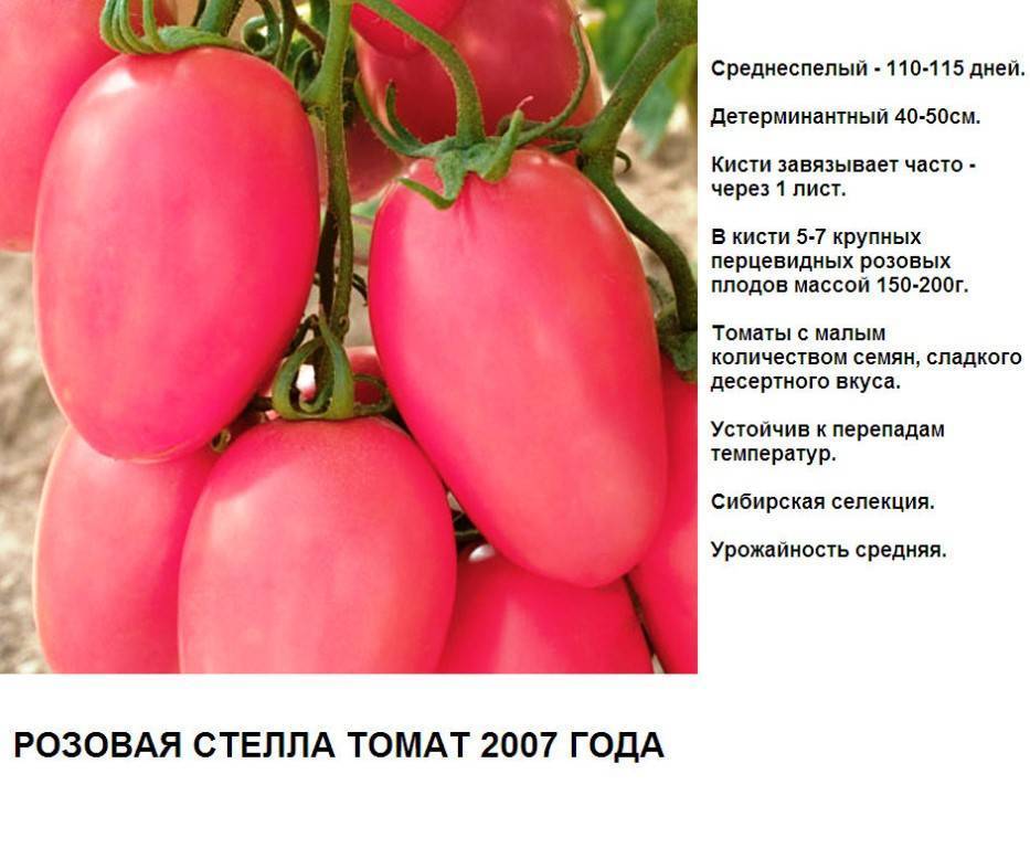 Томат мечта огородника описание сорта фото отзывы