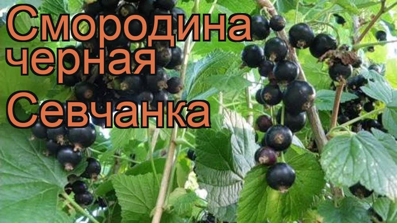Смородина севчанка: описание черного сорта и характеристики, посадка и уход