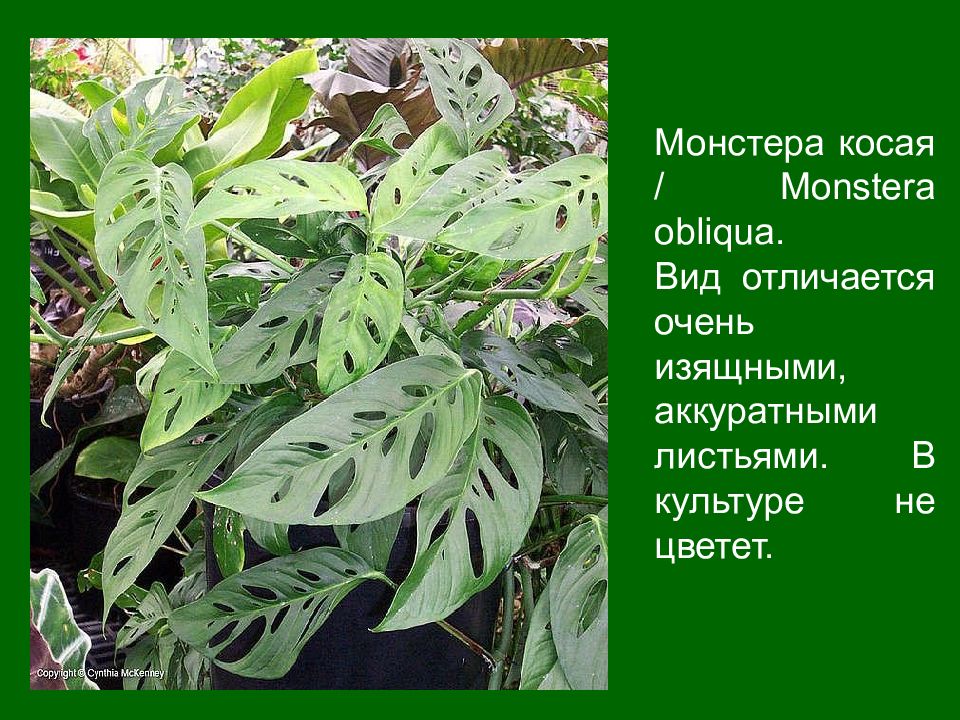 Влаголюбивая трава – аир злаковидный