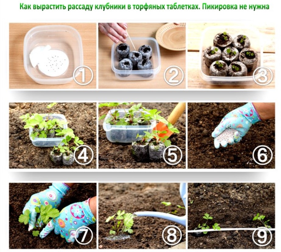 Выращивание земляники из семян в домашних условиях