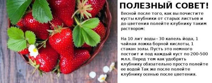 Календарь ухода за клубникой с апреля по ноябрь