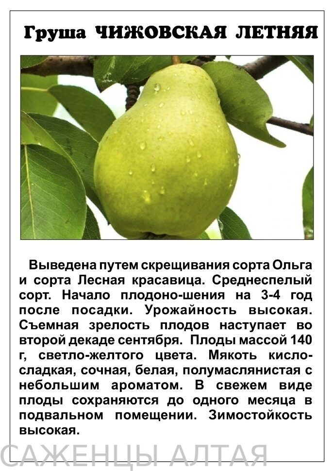 Сорт груши богатая — полна вкуснейших плодов