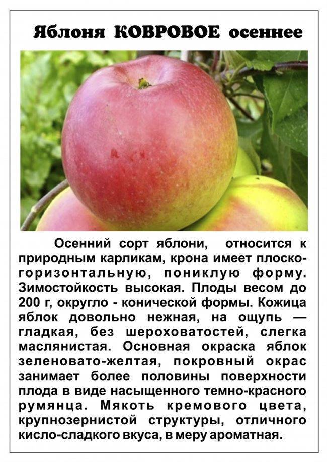 Яблоня фермер - возможности выращивания, уход и сбор урожая