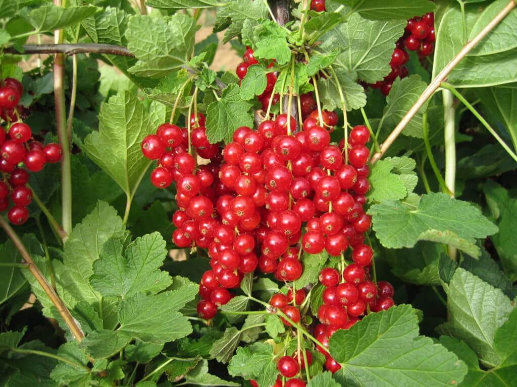 Смородина каскад описание сорта | хороший урожай🍎