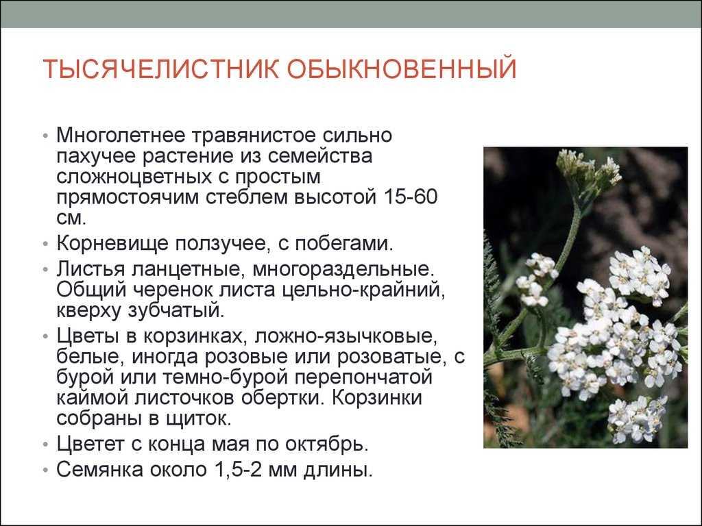 Тысячелистник: посадка и уход, выращивание из семян, виды и сорта, фото