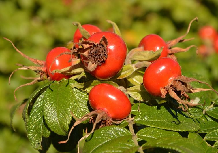 Шиповник сорт яблочный описание | хороший урожай🍎