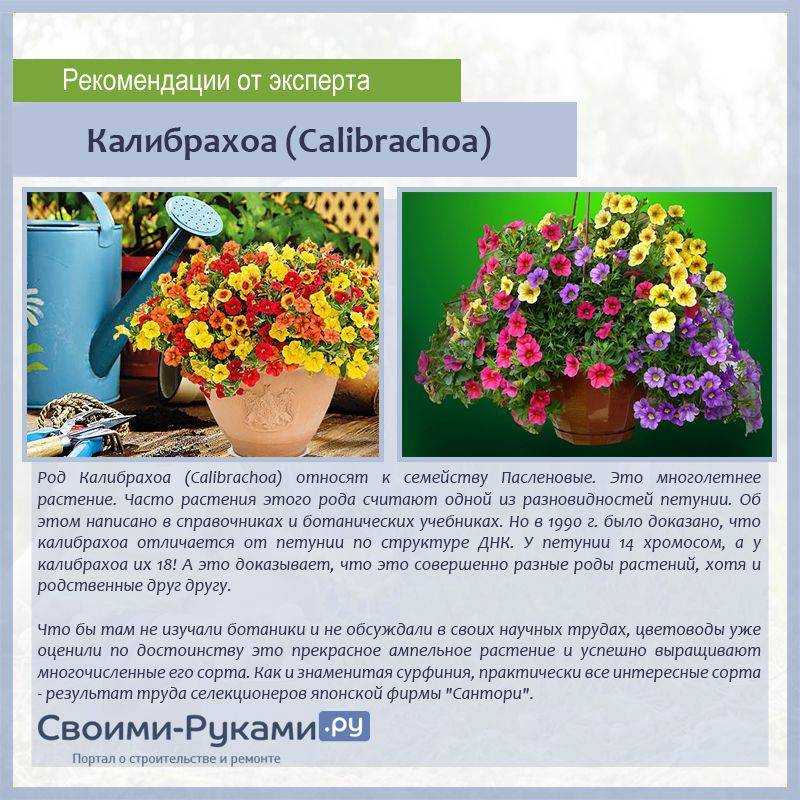 Калибрахоа: описание, фото, выращивание из семян, посадка и уход