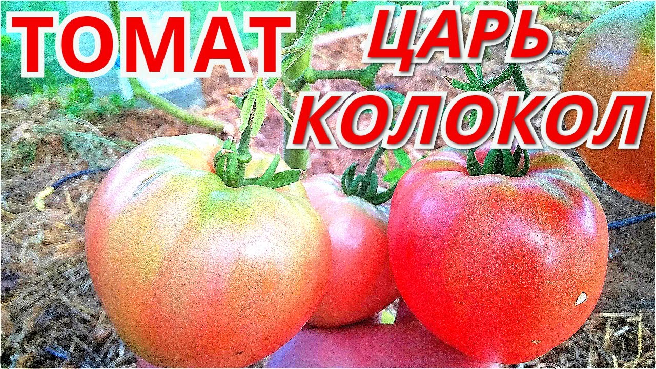 Описание ароматного томата колокола россии и рекомендации по выращиванию сорта