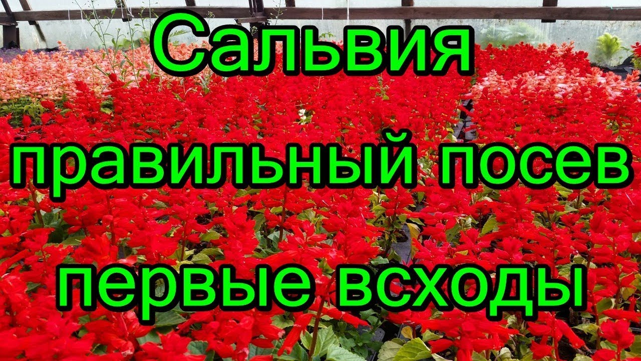 Сальвия — выращивание из семян