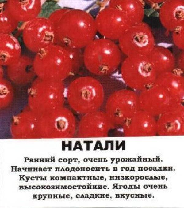 Лучшие сорта красной смородины: описание урожайных разновидностей с крупными ягодами