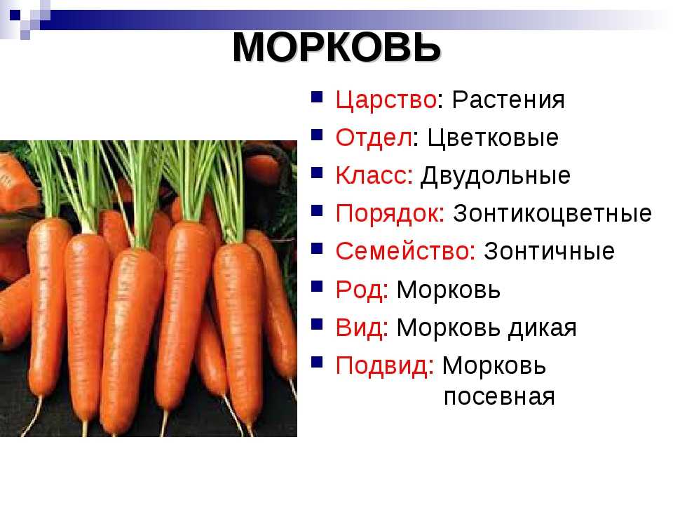 Морковь московская зимняя: описание сорта а 515, характеристика и отзывы дачников