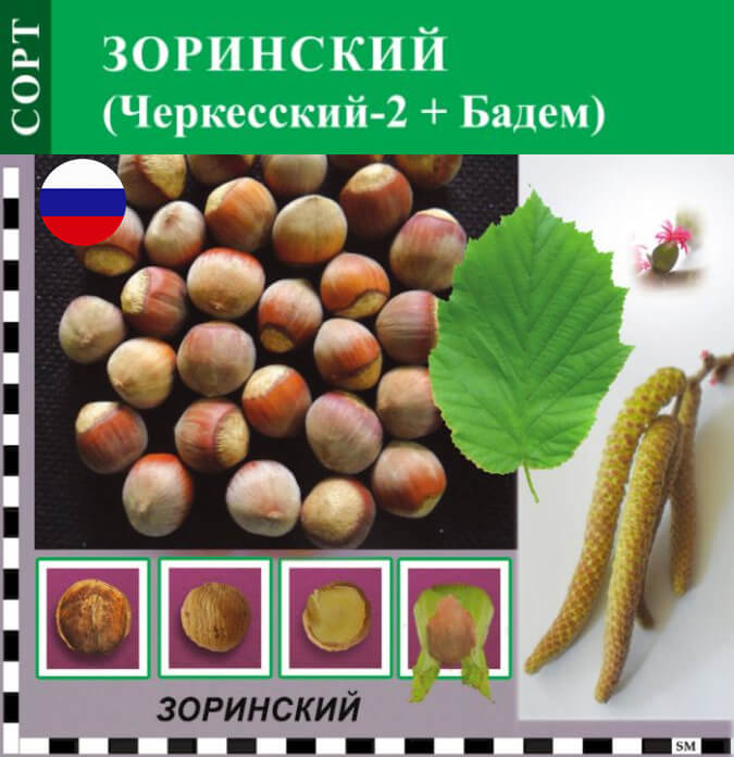 Фундук тамбовский ранний посадка и уход