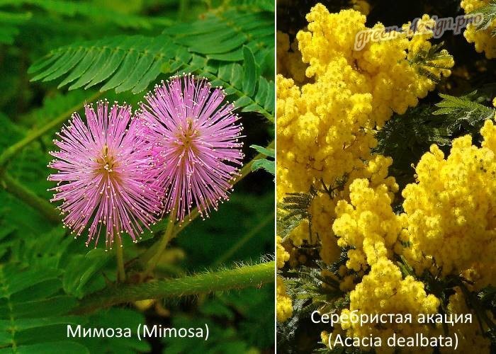 Как самостоятельно вырастить мимозу стыдливую на своём подоконнике