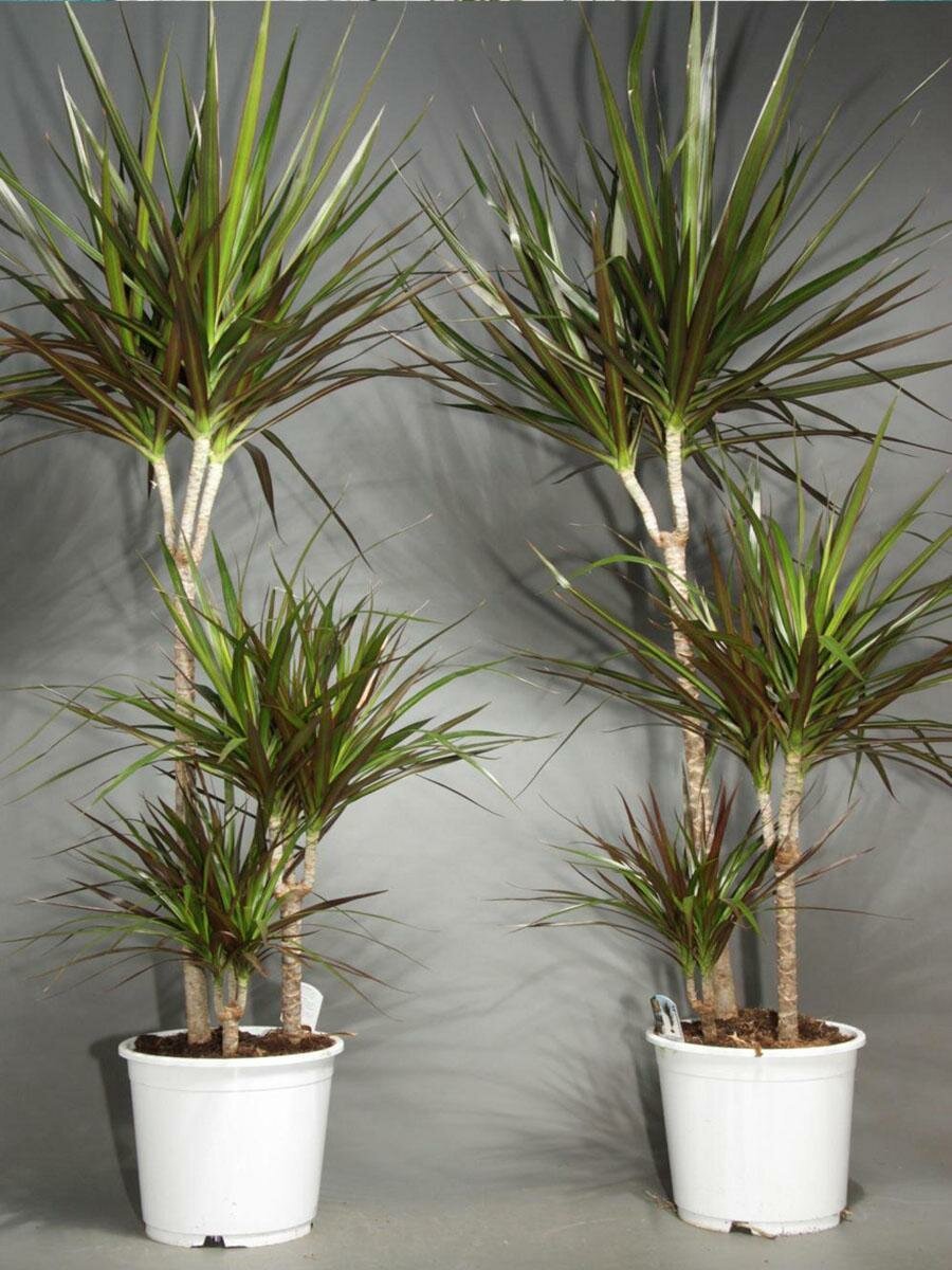 Dracaena angustifolia care