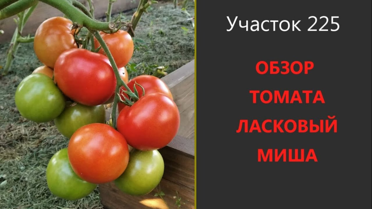 Томат ласковый мишка — описание и характеристика сорта