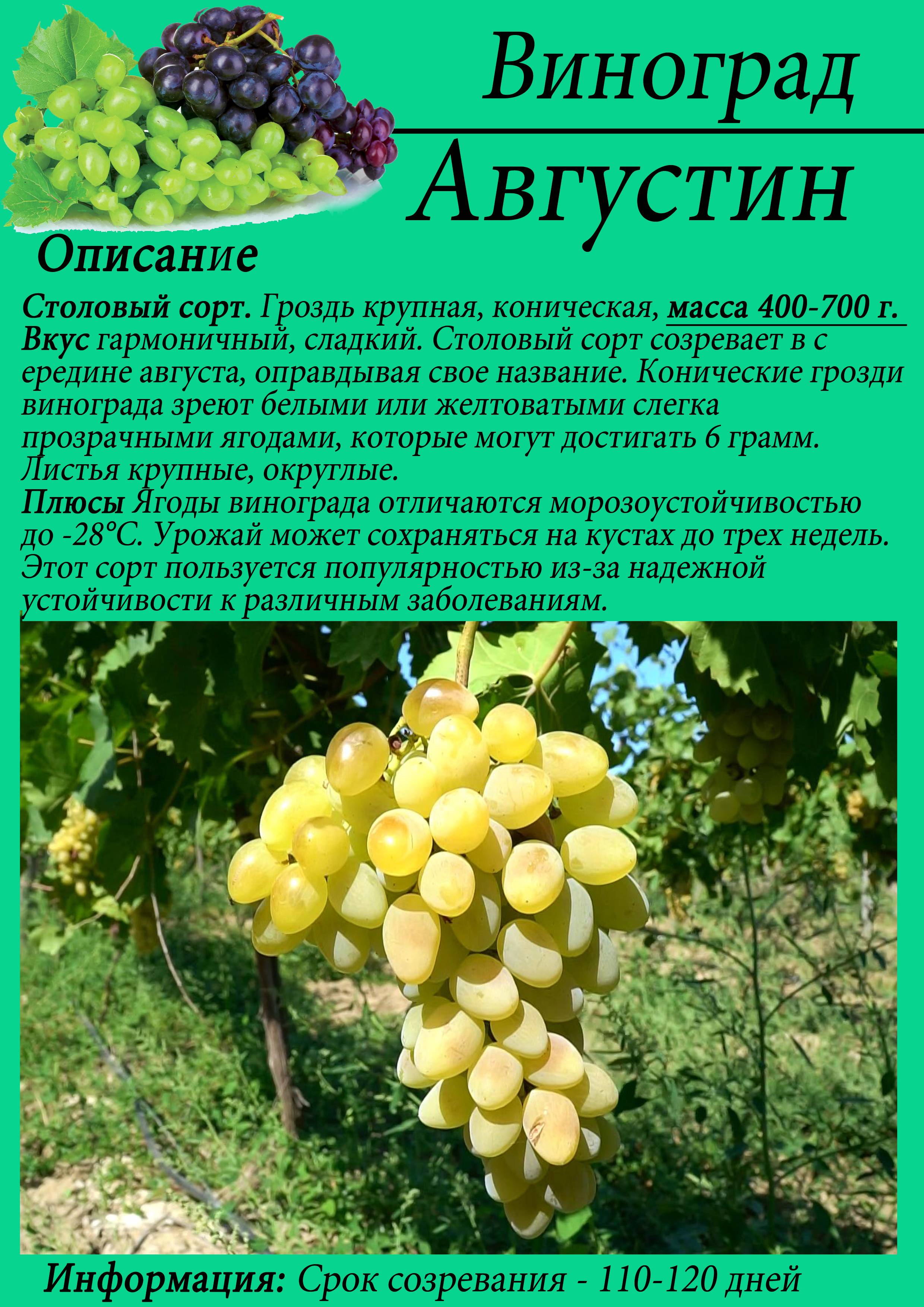 Описание сорта винограда августа