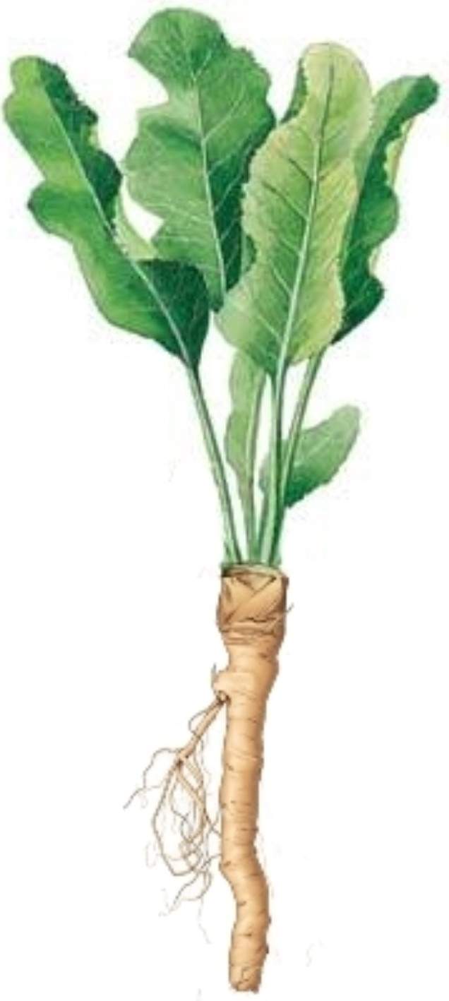 Биологические особенности хрена обыкновенного — floraprice.ru