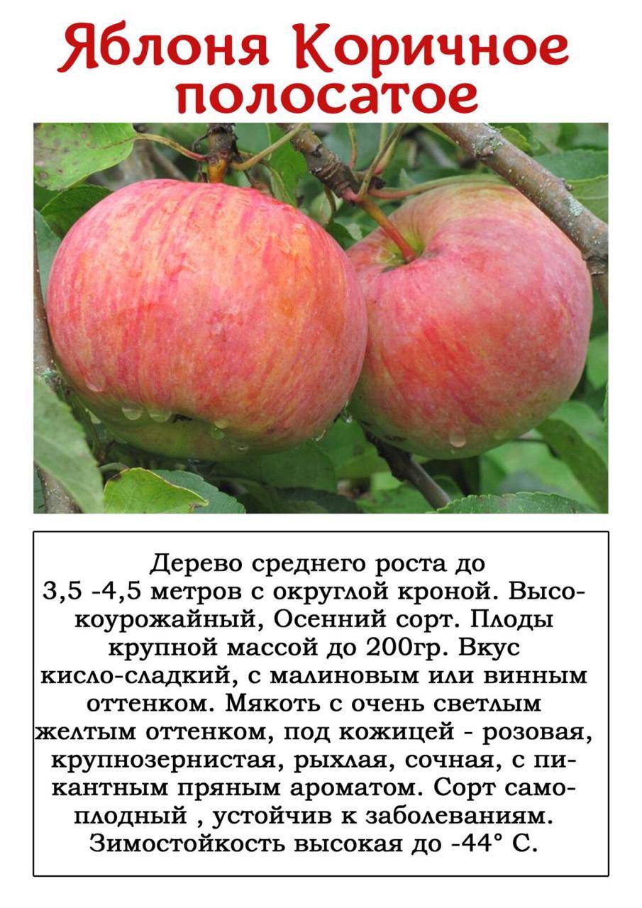 Описание интересных и хороших зимних сортов яблонь
