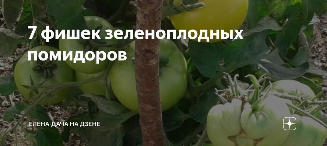 Сорт для любителей мелких помидоров — томат самоцвет изумрудный f1: описание и характеристики