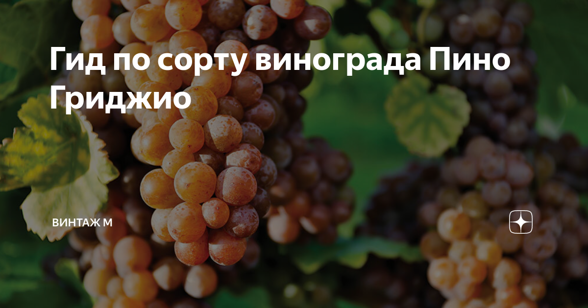 Сорта белого винограда – топ-36 сортов 2024