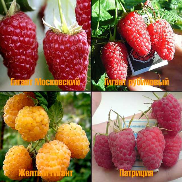 Сорт малины высокий куст - у дачки