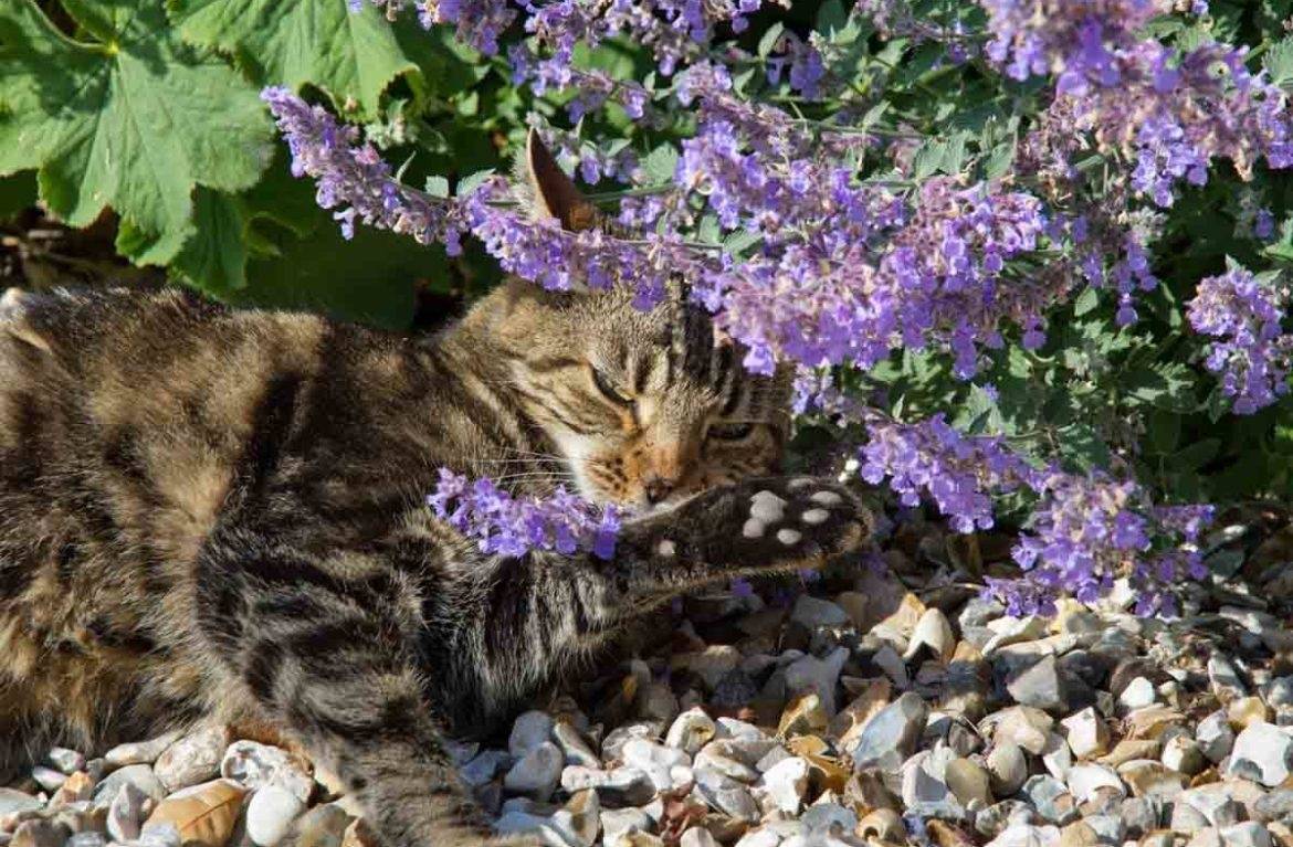 Котовник кошачий — польза, применение и отличия от мелиссы
