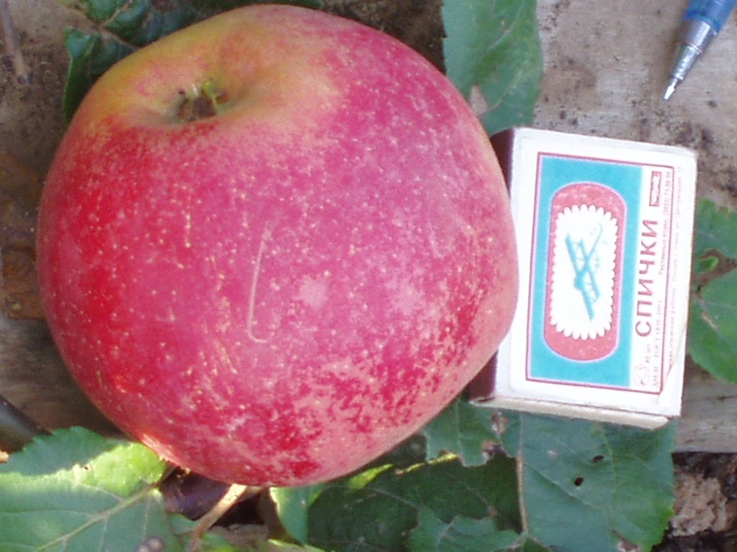 Яблоня румянка свердловская описание сорта | хороший урожай🍎