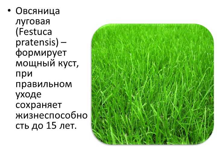 Овсяница сизая посадка и уход выращивание из семян фото в ландшафтном дизайне